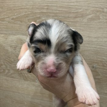 2e chiot (Portée Tya ❤ patata 2025) - Mâle Bleu merle Mâle Berger australien