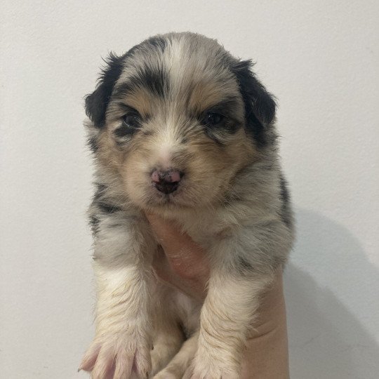 chiot Berger australien Bleu merle Elevage in memory of nanou  