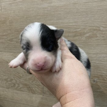 3e chiot (Portée Tya ❤ patata 2025) - Femelle Bleu merle bicolore Femelle Berger australien