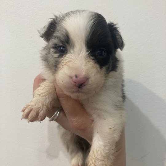 chiot Berger australien Bleu merle bicolore Elevage in memory of nanou  