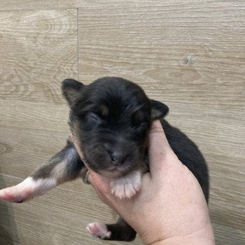4e chiot (Portée Tya ❤ patata 2025) - Mâle Noir tricolore Mâle Berger australien