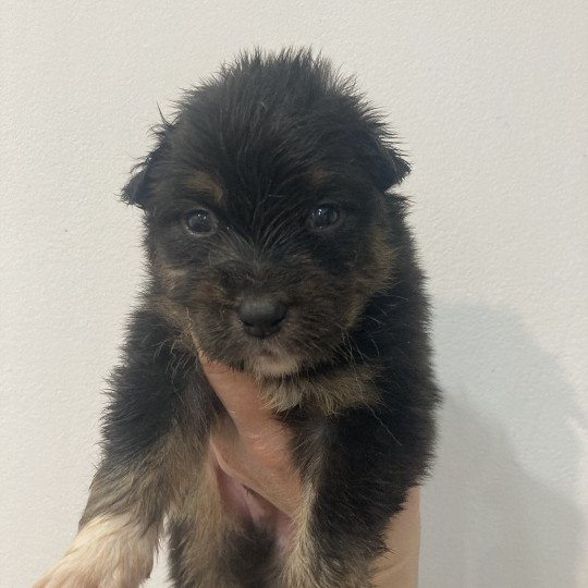 chiot Berger australien Noir tricolore Elevage in memory of nanou  