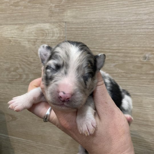 5e chiot (Portée Tya ❤ patata 2025) - Mâle Bleu merle bicolore Mâle Berger australien