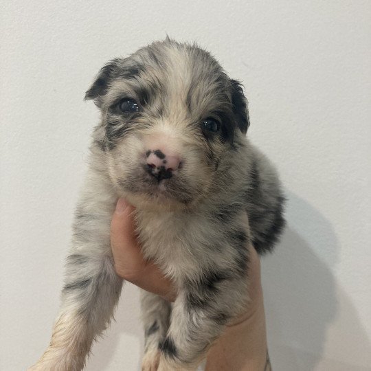 chiot Berger australien Bleu merle bicolore Elevage in memory of nanou  