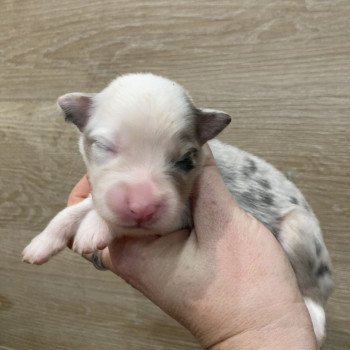 6e chiot (Portée Tya ❤ patata 2025) - Femelle Bleu merle tricolore Femelle Berger australien