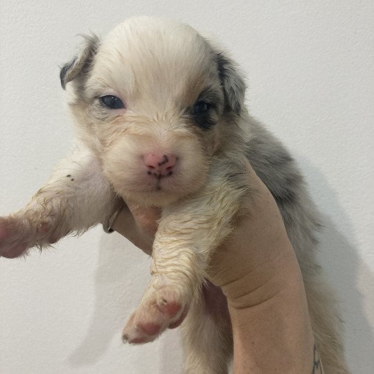 chiot Berger australien Bleu merle tricolore Elevage in memory of nanou  