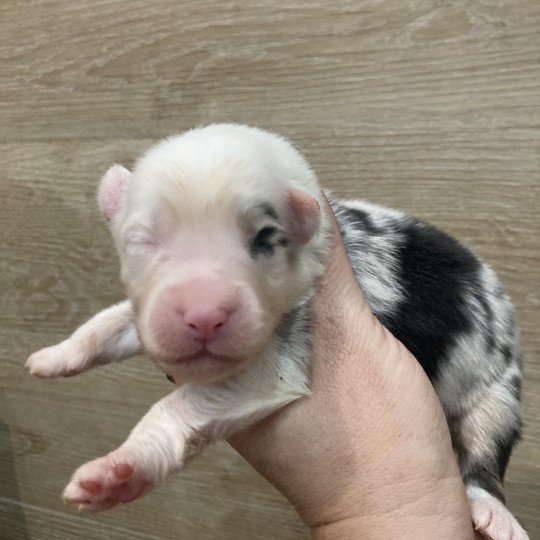 7e chiot (Portée Tya ❤ patata 2025) - Mâle Bleu merle tricolore Mâle Berger australien