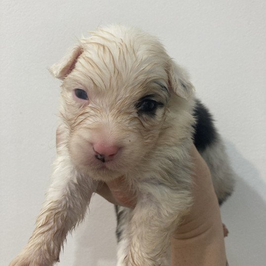 chiot Berger australien Bleu merle tricolore Elevage in memory of nanou  