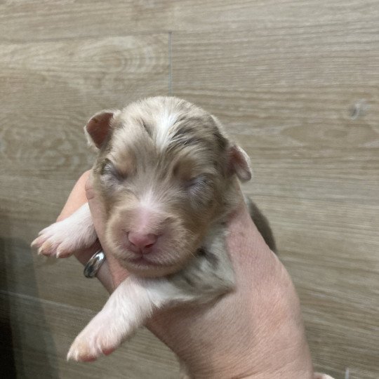 8e chiot (Portée Tya ❤ patata 2025) - Mâle Rouge merle Mâle Berger australien