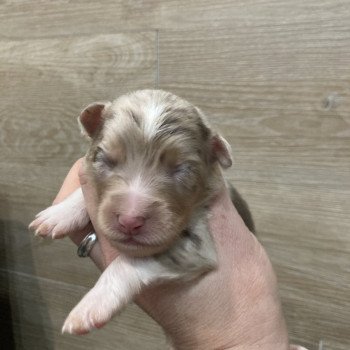 8e chiot (Portée Tya ❤ patata 2025) - Mâle Rouge merle Mâle Berger australien