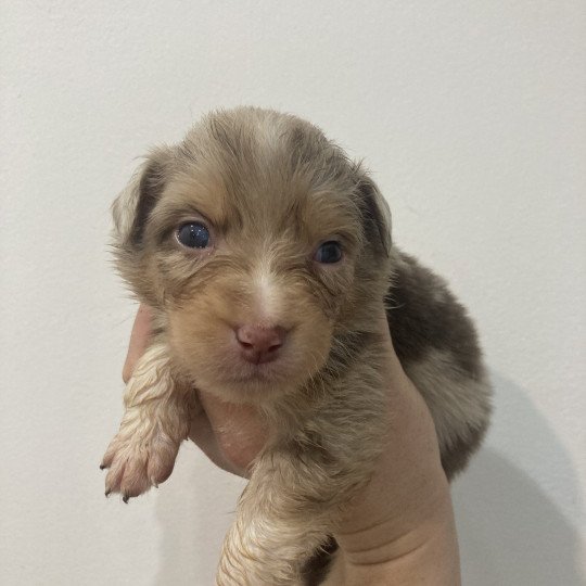 chiot Berger australien Rouge merle Elevage in memory of nanou  