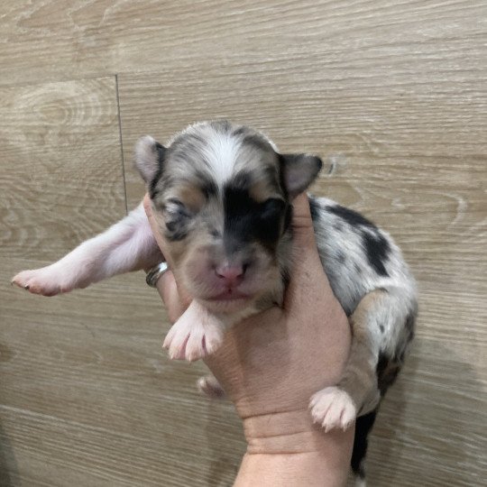 9e chiot (Portée Tya ❤ patata 2025) - Femelle Bleu merle tricolore Femelle Berger australien