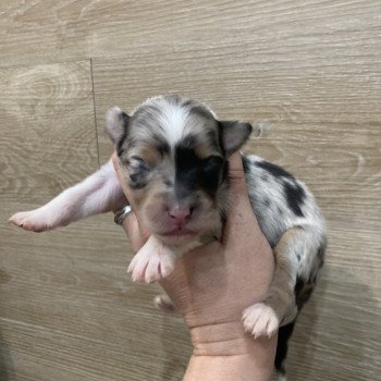 9e chiot (Portée Tya ❤ patata 2025) - Femelle Bleu merle tricolore Femelle Berger australien