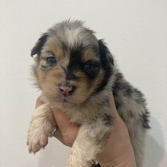 chiot Berger australien Bleu merle tricolore Elevage in memory of nanou  