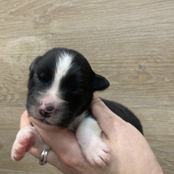 10e chiot (Portée Tya ❤ patata 2025) - Femelle Noir bicolore Femelle Berger australien