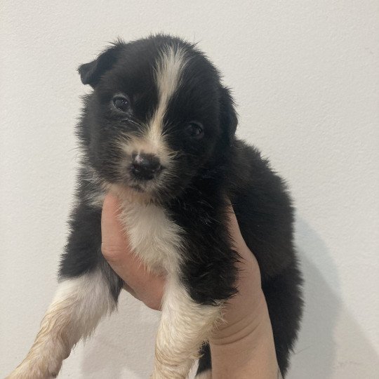 chiot Berger australien Noir bicolore Elevage in memory of nanou  