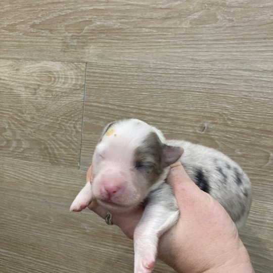 11e chiot (Portée Tya ❤ patata 2025) - Femelle Bleu merle tricolore Femelle Berger australien