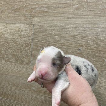11e chiot (Portée Tya ❤ patata 2025) - Femelle Bleu merle tricolore Femelle Berger australien