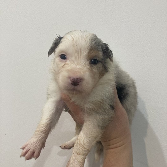 chiot Berger australien Bleu merle tricolore Elevage in memory of nanou  