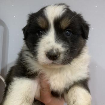 MNT In memory of nanou Mâle Berger australien