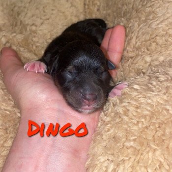 Dingo Mâle Berger americain miniature
