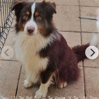 Sorry i m the most beautiful Mâle Berger americain miniature