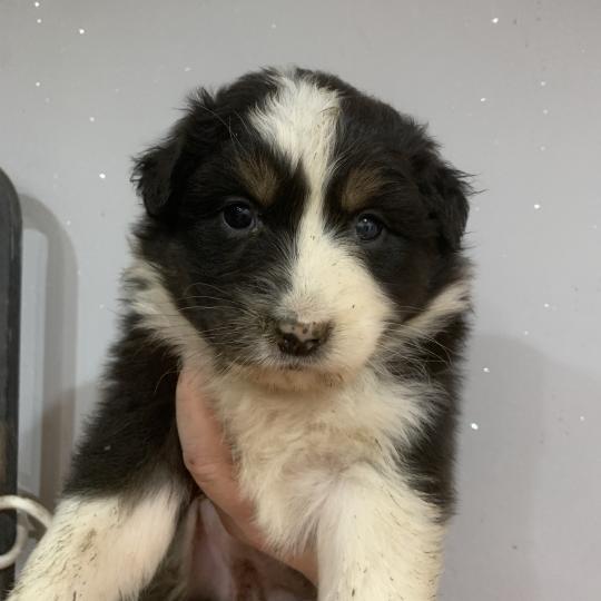 FBT In memory of nanou Femelle Berger australien