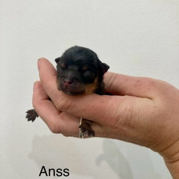 Anss In memory of nanou Mâle Spitz allemand