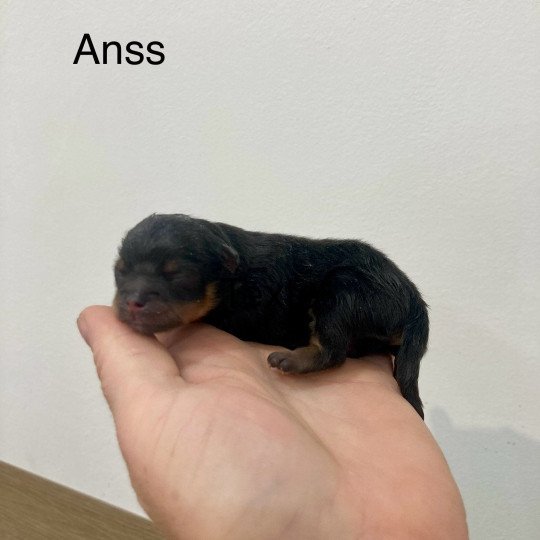 chiot Spitz allemand Black and tan Anss Elevage in memory of nanou  