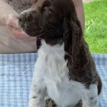 TAIGA DE LA TETE DE FELLERING Femelle English springer spaniel