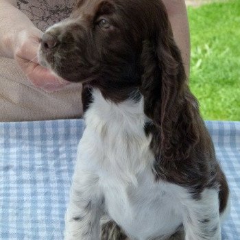 TITI DE LA TETE DE FELLERING Mâle English springer spaniel