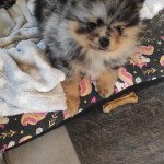Telia Femelle Spitz allemand Telia Femelle Spitz allemand