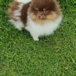 Tutti Femelle Spitz allemand Tutti Femelle Spitz allemand