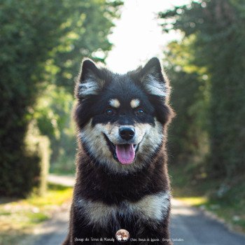 Amarok Raksha Femelle Chien finnois de laponie