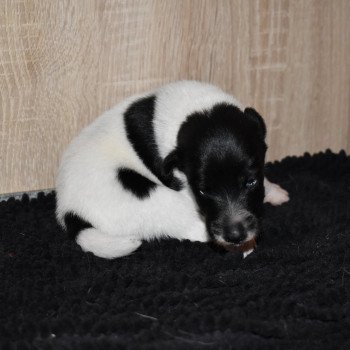 TCHAD REED Mâle Fox terrier poil lisse