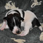 TIGROU Mâle Fox terrier poil lisse TIGROU Mâle Fox terrier poil lisse