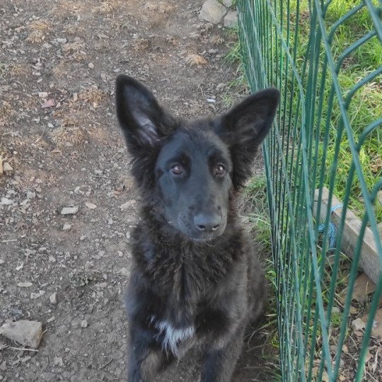 chiot Altdeutsche Schäferhunde noir Élevage des Loups du Pic Saint-Loup  