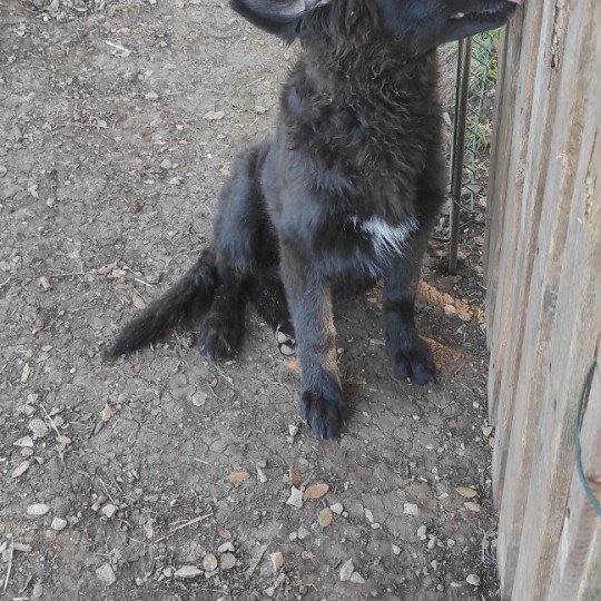 chiot Altdeutsche Schäferhunde noir Orange Élevage des Loups du Pic Saint-Loup  