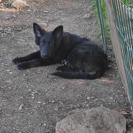 chiot Altdeutsche Schäferhunde noir Orange Élevage des Loups du Pic Saint-Loup  