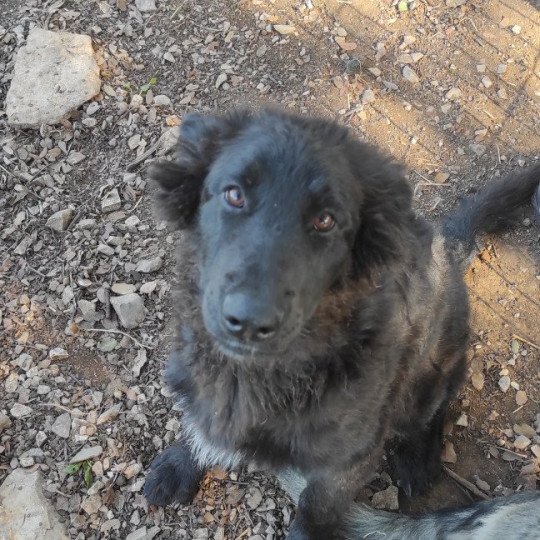 chiot Altdeutsche Schäferhunde noir Orange Élevage des Loups du Pic Saint-Loup  