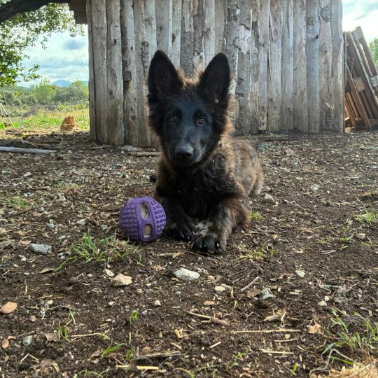 chiot Altdeutsche Schäferhunde noir Élevage des Loups du Pic Saint-Loup  