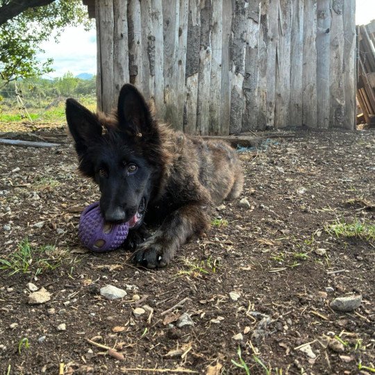 chiot Altdeutsche Schäferhunde noir Minuit Élevage des Loups du Pic Saint-Loup  