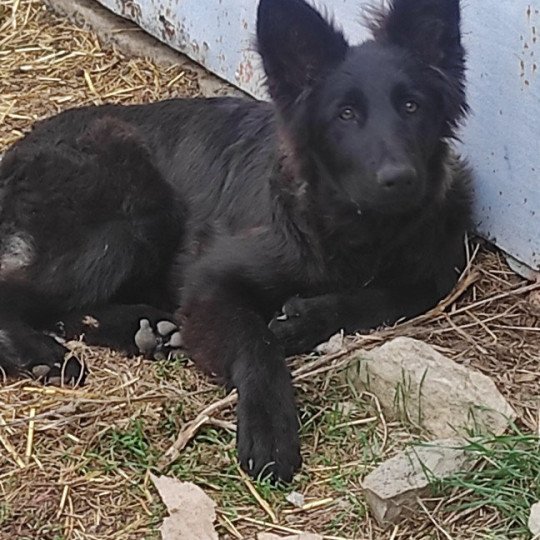 chiot Altdeutsche Schäferhunde noir Minuit Élevage des Loups du Pic Saint-Loup  