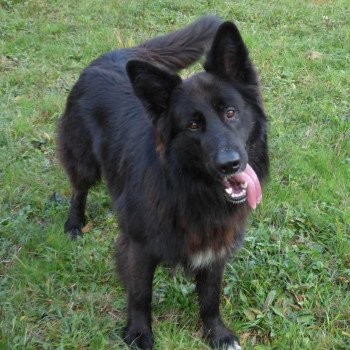 Gribouille Mâle Altdeutsche Schäferhunde