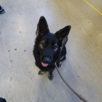 oupsy Femelle Altdeutsche Schäferhunde