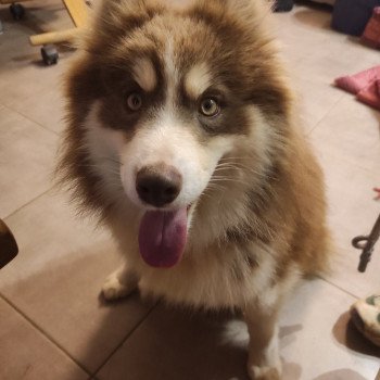 Coockie Des loups du Pic Saint Loup Mâle Pomsky