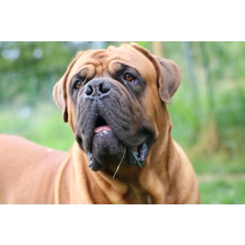 Élevage dogue de bordeaux et spitz allemand