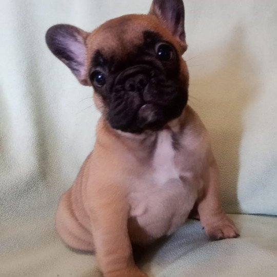 AST MIN OF SKALL FROM VALHALLA Femelle Bouledogue francais
