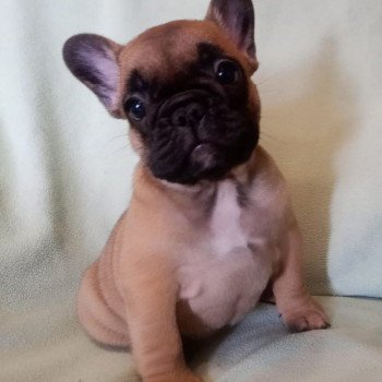 AST MIN OF SKALL FROM VALHALLA Femelle Bouledogue francais