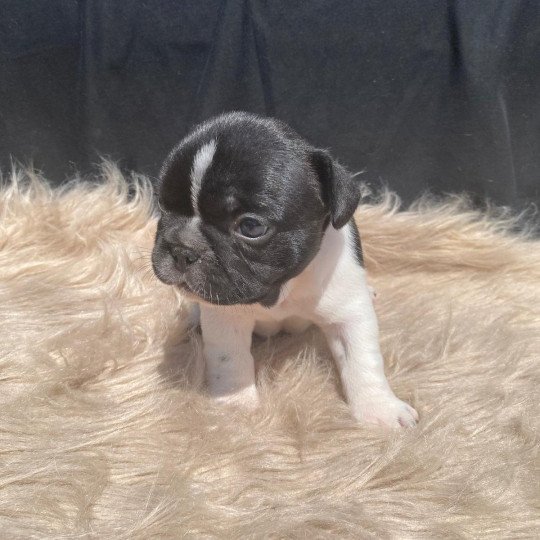 AEGIR Mâle Bouledogue francais